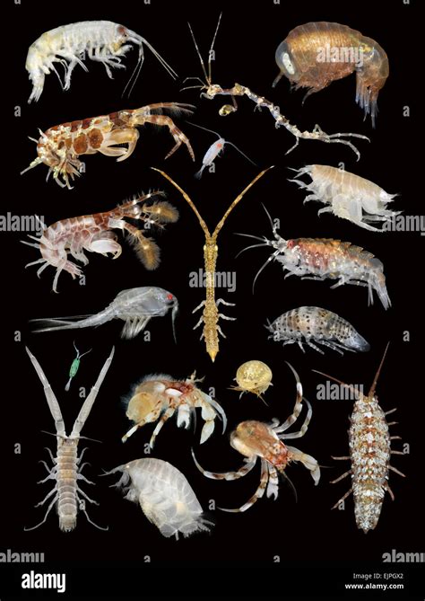 British Marine Crustaceans Stock Photo Alamy