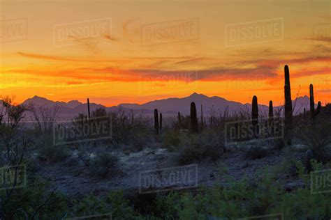 Usa Arizona Tucson Desert Sunset In Saguaro National Park Stock