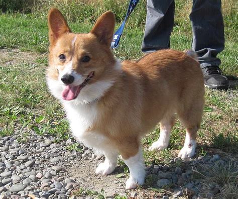 Yet animal shelters are filled with dogs and cats who must find homes. Corgi Rescue Ct | PETSIDI