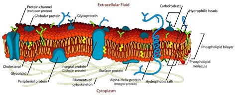 As observed in the labeled animal cell diagram, the cell membrane forms the confining factor of the cell, that is it envelopes the cell. Cell Membrane - Definition, Function and Structure ...