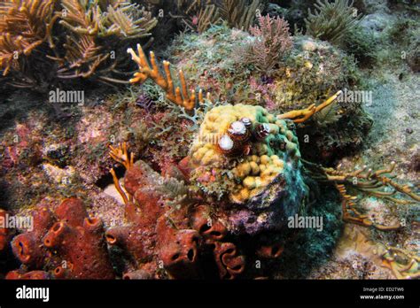 Christmas Tree Worms Decorate A Small Patch Of Coral Reef In The
