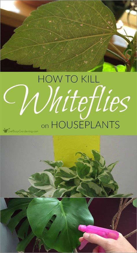 These weak, pitiful flying insects don't seem like a very formidable enemy, but whiteflies have the potential to kill entire crops in a short amount of time. How To Get Rid Of Whiteflies On Indoor Plants, For Good ...