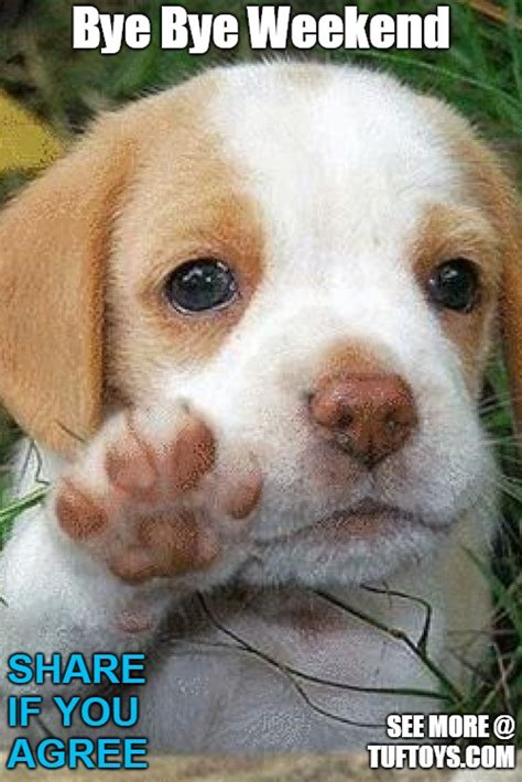 17 Cute Bye Puppy Photo Hd Ukbleumoonproductions