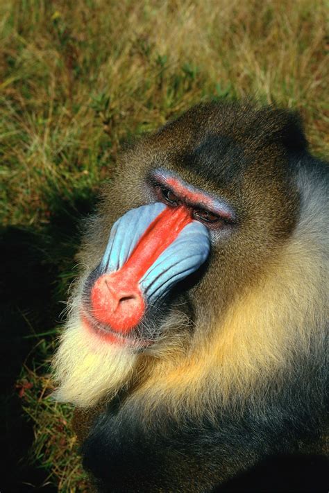 The Painted Faced Baboon Mandrill Welcome To The Jungle Baboon