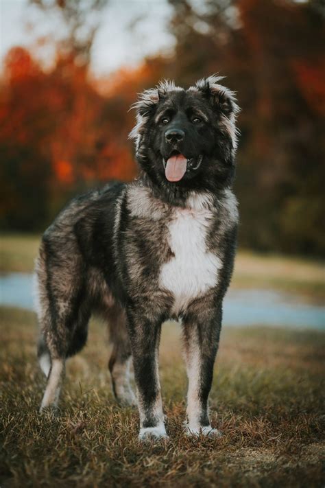 Caucasian Shepherd Dog Breed Profile