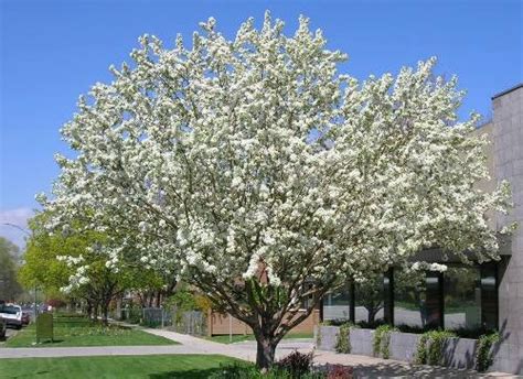 Spring Snow Flowering Apple Tree Fruitless Crabapple Tree Elegant P