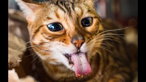 Funny Cats Love Catnip Compilation Youtube