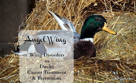 Abnormal Duck Wing Timber Creek Farm