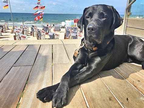 Das leben mit einem alten hund. Seniorenstatus - Wie kann ich meinem Hund helfen gesund ...
