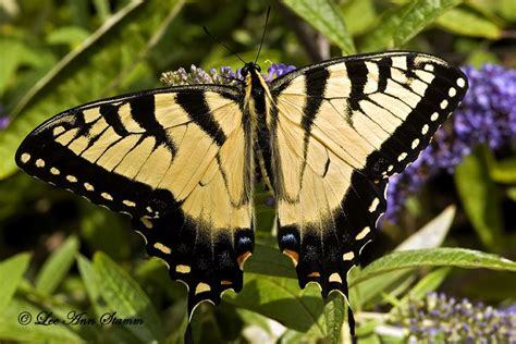 Eastern Tiger Swallowtail Butterfly Swallowtail Butterfly Yellow