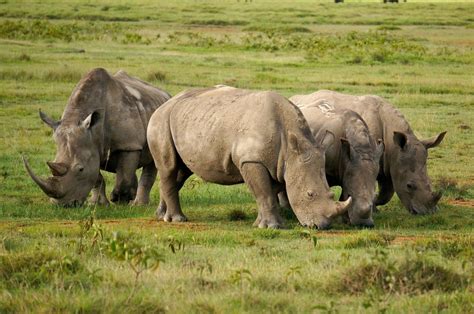 Rhinos In Lake Nakuru National Park Backpackingman