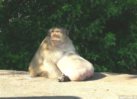 Uncle Fatty The Obese Monkey Escaping Diet Camp And Lost For 4 Months
