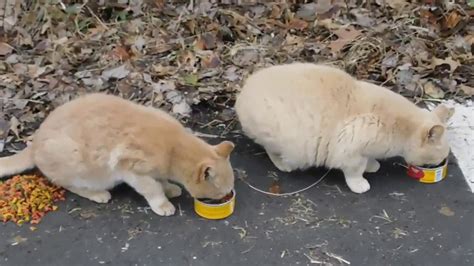 Feral Cat Colony Youtube