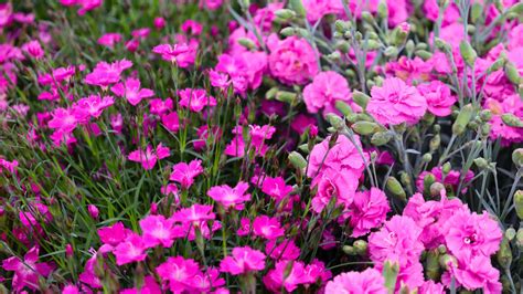 How To Grow Dianthus Garden Goods Direct Planting Guide