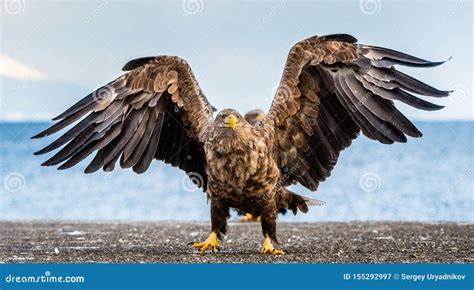 White Tailed Sea Eagle Spreading Wings Scientific Name Haliaeetus Albicilla Also Known As The