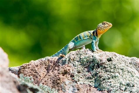 Eastern Collared Lizard Missouri Department Of Conservation