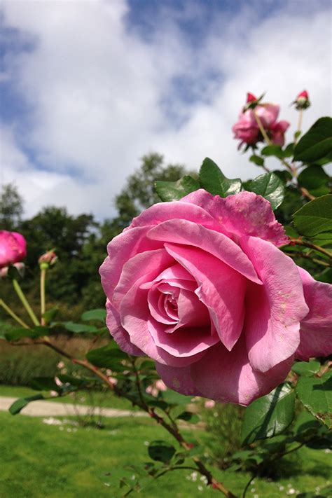 Clean linen, fresh meadow, lavender, lemon fresh, island blossom Our last summer™ Plant'n'Relax® - Roses Forever