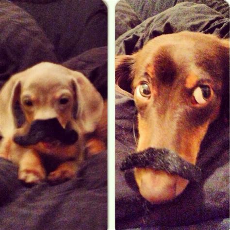 Mustaches Weenie Dogs Cute Animals Animals