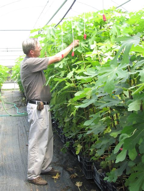 Plants remove nutrients such as nitrogen, potassium and phosphorus from the soil as they grow; Pin on Fruits & Berries of Summer