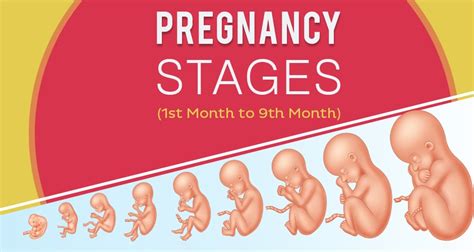 Pregnancy Stages Pregnancy Calendar And Fetal Development Month By Month