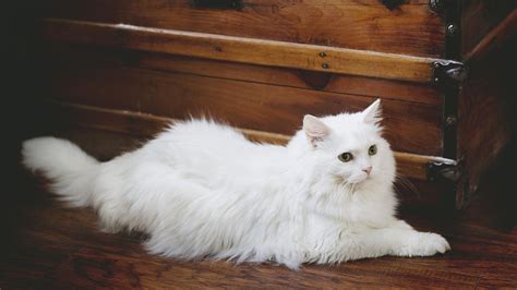 Cute White Fluffy Cat