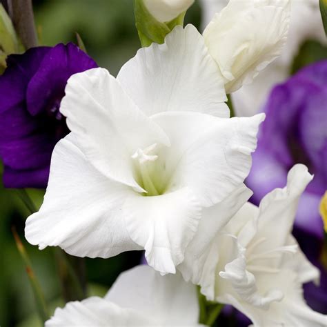 The gladiolus thrives best in sandy soil and if you do not live in an area where sand is part of the. Buy gladioli bulbs Gladiolus 'White Prosperity': Delivery ...