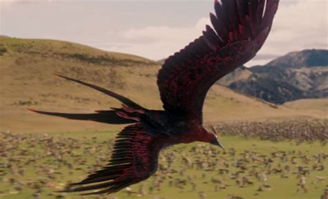 Phoenix The Chronicles Of Narnia Wiki Fandom Powered By Wikia