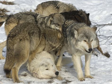 Wolf Facts Animal Facts Encyclopedia