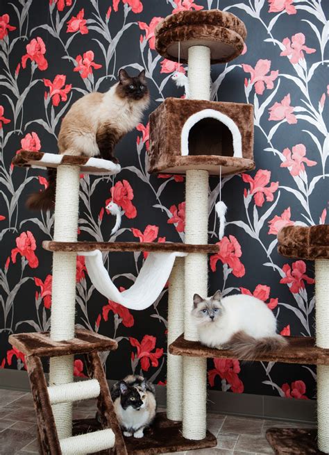 The Luxury Cat Hotel With 24 Hour Service And King Size Beds