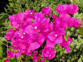 Care & growing tips for this f. Bougainvillea