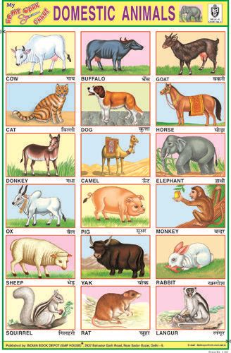 The Best 28 Pet Animals Name In Hindi And English Learnsportcolor