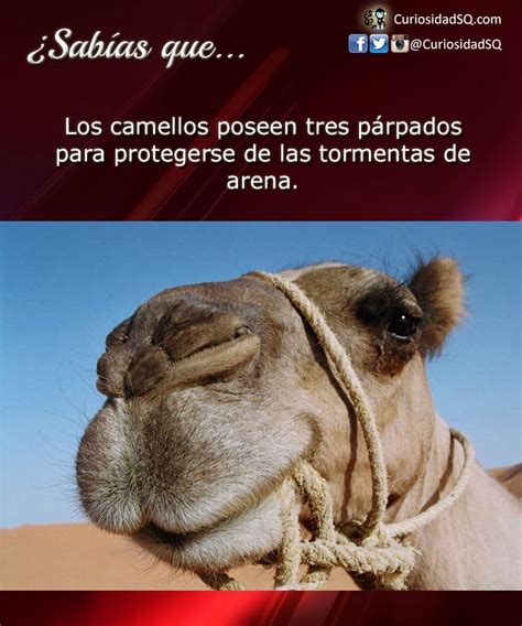 Camellos Meme Subido Por Daniel2704 Memedroid