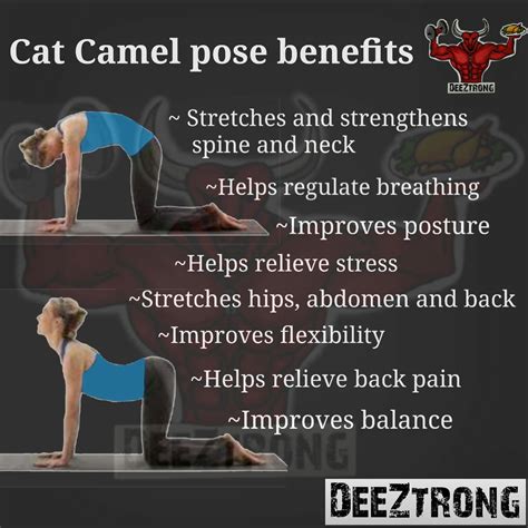 Cat Camel Pose