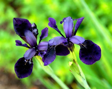 Iris Chrysographes Just Around Midnight Bare Roots — Buy Black Iris