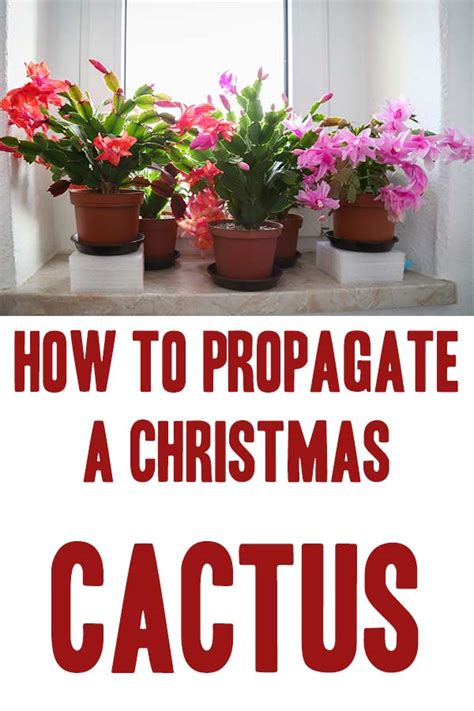 Christmas cactus is very famous and sold almost everywhere in the nurseries during the spring for vacation time to make your home blossom with the beautiful home plant. How to Propagate a Christmas Cactus - Mental Scoop