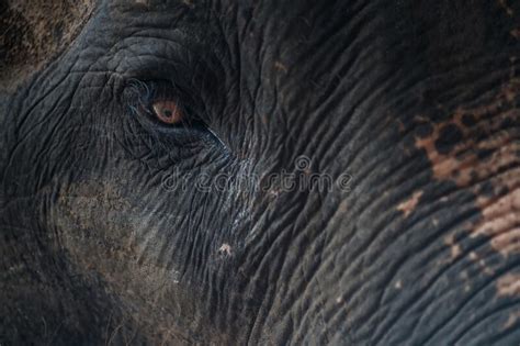 Closeup On Elephant Face And Eye Stock Image Image Of African