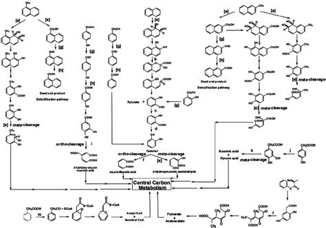 The Metabolic Pathways For Aromatic Compounds In Pseudomonas Putida