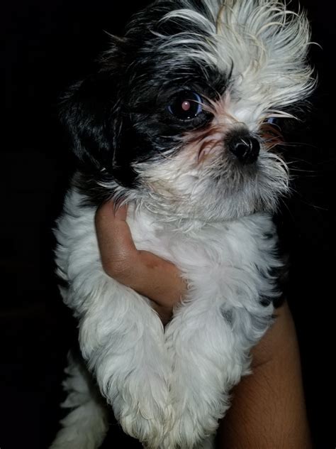 Maybe you would like to learn more about one of these? Shih Tzu Puppies For Sale | Vaught Street, MI #311655