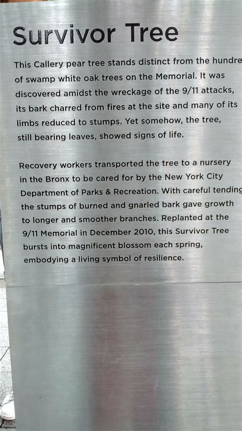 The Survivor Tree At The 911 Memorial In New York Ambitiousmamas