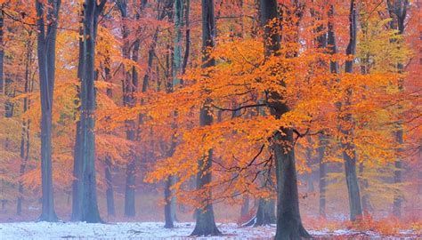 10 Most Beautiful Forests Around The World News Zee News