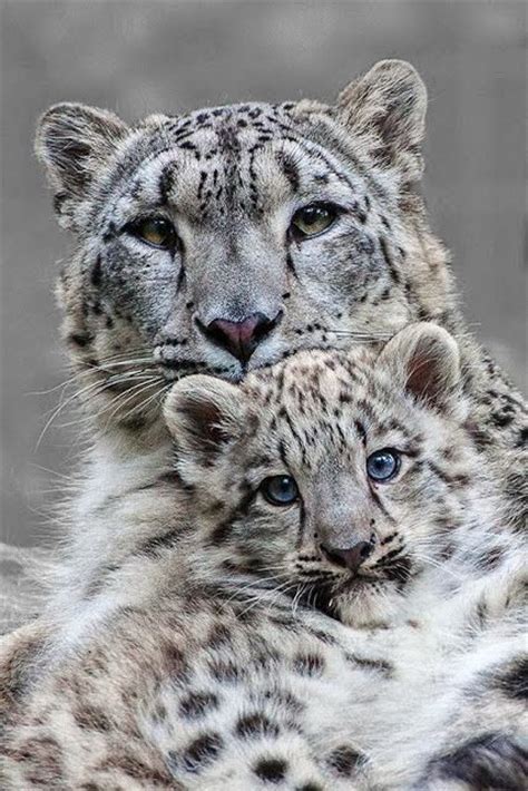7 Most Beautiful Snow Leopard Animal Spirituality