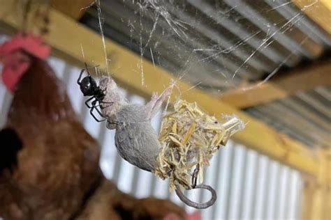 Man Stumbles Upon Black Widow With Whole Mouse In Web Crime Scene
