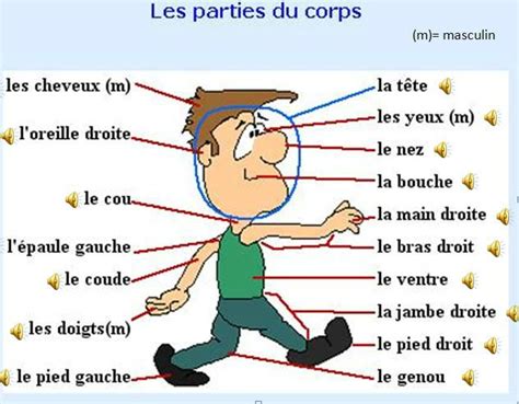 Les Parties Du Corps اسماء عناصر جسم الانسان مجلة العصامي لتعلم اللغة