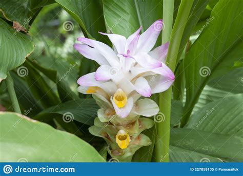 Flower Of White Turmeric Or Curcuma Mangga Valeton Zijp In The Garden