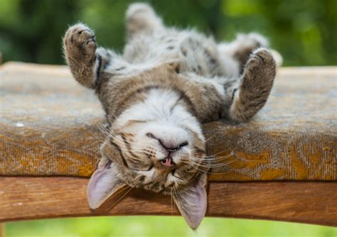 How Much Should Your Cat Sleep Catster