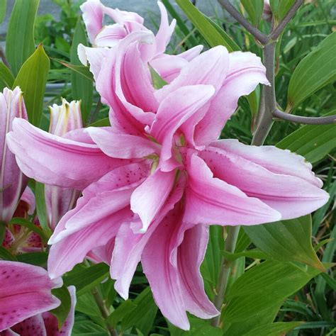 Lilium Double Beauty Syn Lilium Roselily Belonica Lily Roselily