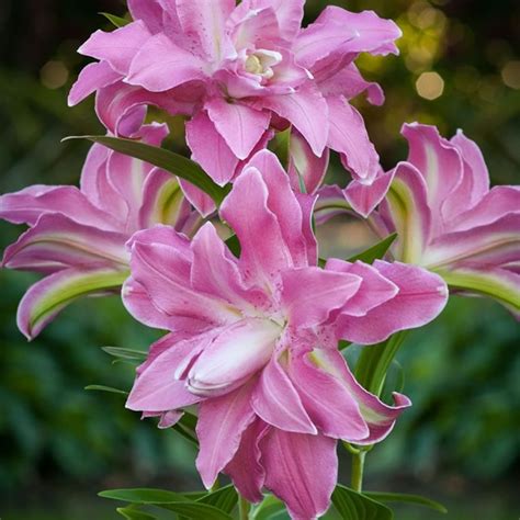 Lily Lotus Elegance Has Double Pink Color Flowers Huge Flower Size