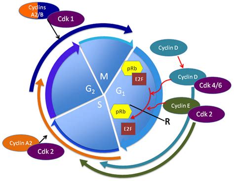 The first stage of interphase is called the g 1 phase (first gap) because, from a microscopic aspect, little change is visible. Classical model of the mitotic cell cycle. G1 phase is ...