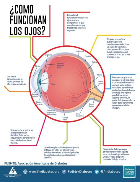 ¿cómo Funcionan Los Ojos Anatomía Del Ojo Anatomia Ocular Anatomia