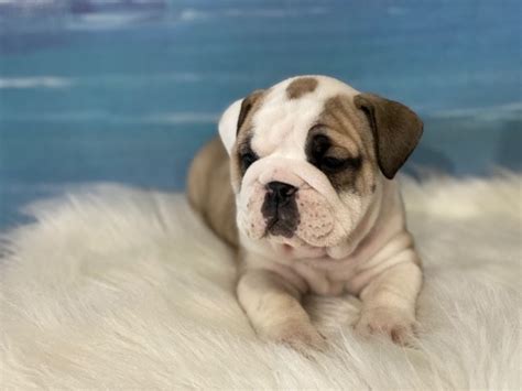 If they offer you a puppy and the price is well below that of the regular price be aware that bulldogs price ranges between $ 2,500 to $ 20,000. English Bulldog puppy dog for sale in tulsa, Oklahoma